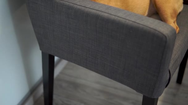 Tilt Reveal French Bulldog Sleeping Grey Couch House Inglés Cerca — Vídeos de Stock