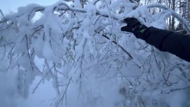 Снег Резко Падает Покрытого Дерева Замедленном Движении Трясет — стоковое видео