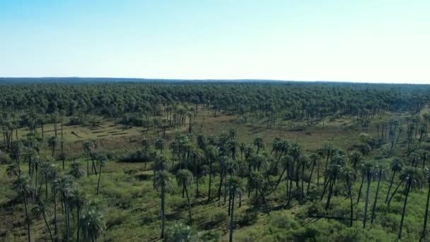 Parque Nacional Palmar Ubicado Coln Entre Ros Argentina — Vídeos de Stock