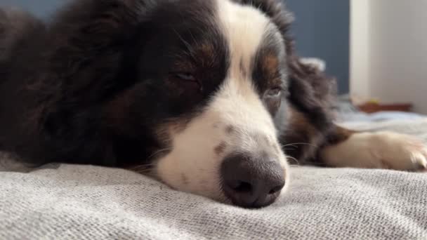 Hund Der Auf Einer Decke Schläft Und Die Augen Öffnet — Stockvideo