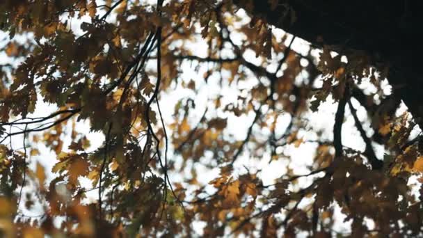 Uitzicht Onder Oude Eikenboom Heldere Stralen Van Herfstzon Doorboren Verstrengelde — Stockvideo