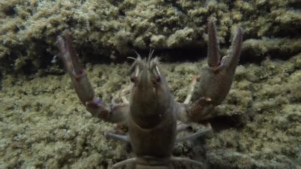 European Crayfish Astacus Astacus Standing Its Claws Spread Out Turning — Stock Video
