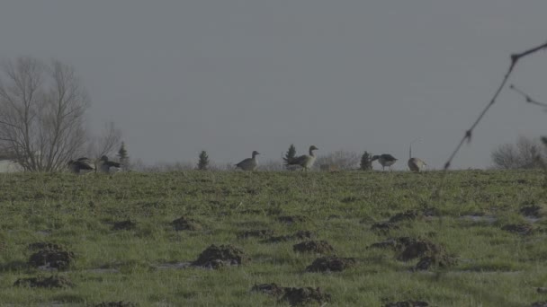 Een Groep Grijze Ganzen Zoek Naar Voedsel Een Veld — Stockvideo