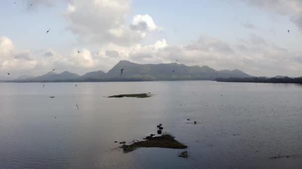 Stormo Uccelli Che Volano Sul Sereno Lago Vaitarna Trimbakeshwar Nashik — Video Stock