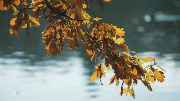 Detailní Záběr Barevných Podzimních Listů Křehké Větvi Dubu Klidná Jezírková — Stock video