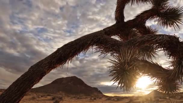 Sol Och Sand Blåste Joahua Träd Förgrunden Butte Bakgrunden Och — Stockvideo