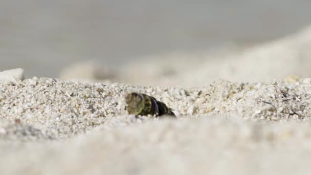 Close Hermit Crab Exits Legs Claw Its Conical Shell Walks — Stock Video