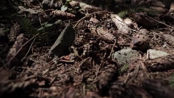 Αποξηραμένα Καφέ Fir Cone Στο Δασικό Έδαφος Κατά Διάρκεια Της — Αρχείο Βίντεο