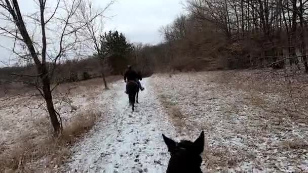 Winter Trail Equitazione Maybury State Park Michigan Stati Uniti — Video Stock