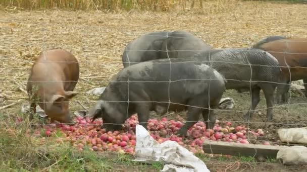 Farm Pigs Eating Pile Apples — Stock Video