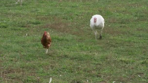 Huhn Hängt Mit Seinem Truthahnfreund Auf Dem Bauernhof Herum — Stockvideo