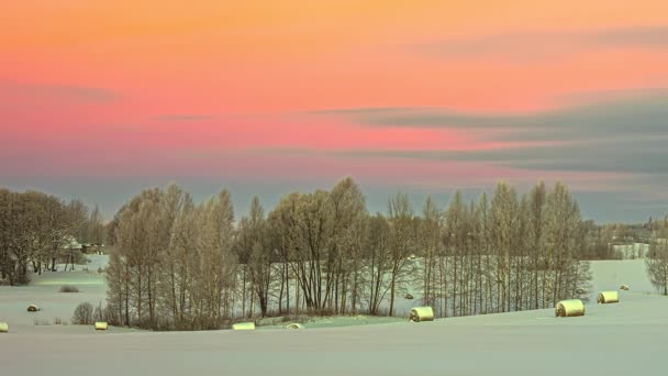 Céu Rosa Sobre Campos Nevados Com Fardos Feno Redondo Inverno — Vídeo de Stock