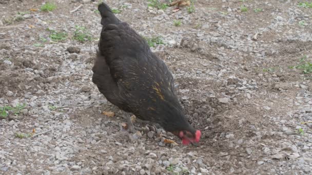鶏が岩の中の食べ物を求めて砂利の地面をつまんで傷をつけます — ストック動画