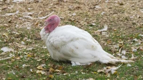 Une Dinde Endormie Fait Une Sieste Dans Herbe Une Ferme — Video