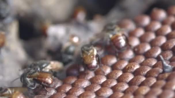 アマゾン熱帯雨林の巣でミツバチの巣を閉じて甘い蜜で満たされます — ストック動画