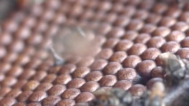 Ряди Медових Стільників Робочими Бджолами Доглядають Джунглях Амазонії — стокове відео