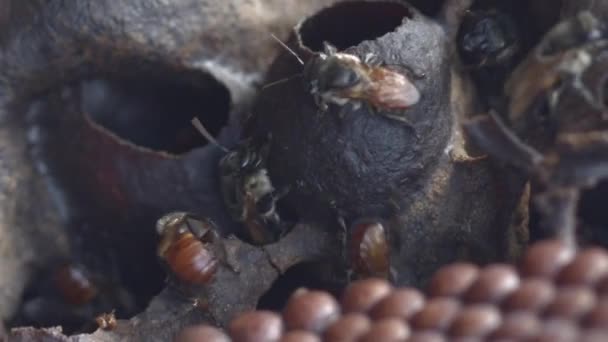 Méhek Amazonasi Esőerdőben Méhkaptárkolóniába Belépő Onnan Kilépő Méhek Tele Méhsejt — Stock videók