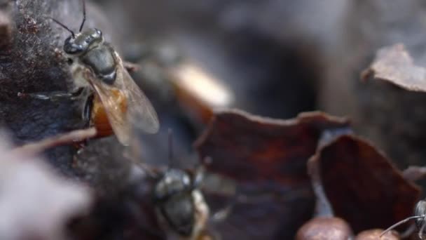 Bijen Kruipen Langs Buitenkant Van Een Bijenkorf Kolonie Het Amazone — Stockvideo