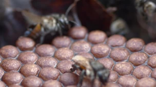 Honey Bees Tending Wax Cell Honeycombs Communicating Releasing Pheromones Buzzing — Stock Video