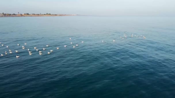 Dalgalar Onları Yavaşça Denize Savururken Güneşe Bakan Bir Martı Sürüsünün — Stok video