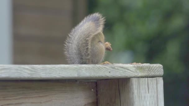 Red Squirrel Slow Motion Fence Post Furry Tail — Stock Video