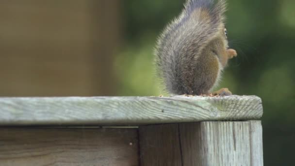 Back Squirrel Fluffy Tail Fence Post — Stock Video