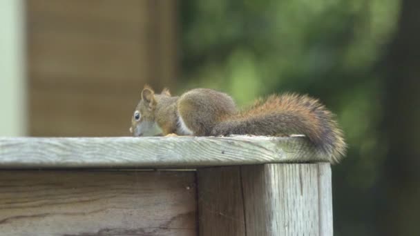 Rotes Eichhörnchen Krabbelt Zaunpfahl Hinunter — Stockvideo