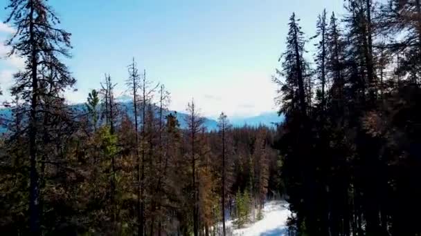 Attraverso Gli Alberi Verso Montagne Jasper — Video Stock