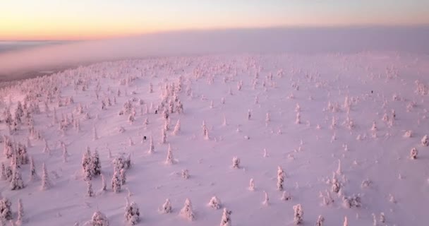 Luftaufnahme Eines Menschen Beim Schneeschuhwandern Den Schneebedeckten Wäldern Von Riisitunturi — Stockvideo