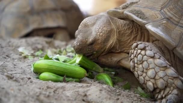 Eine Schildkröte Frisst Ihre Gurke Und Genießt Ihr Essen Nahaufnahme — Stockvideo