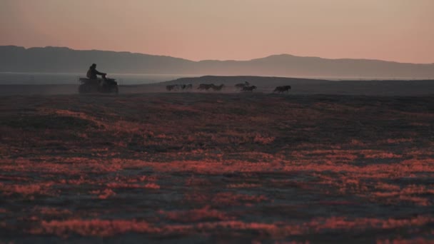 Man Training His Pack Sled Dogs Dogs Pull Quad Bike — Stock Video