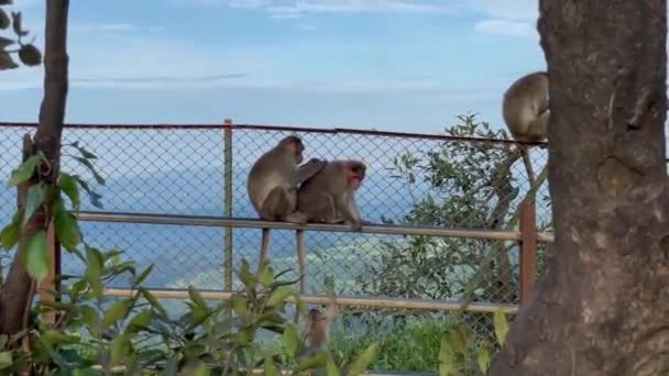 Family Monkey Relaxing Hill Station Tiger Point Lonavala Maharashtra India — стокове відео