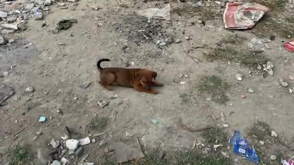 Jovem Stray Brown Filhote Cachorro Sentado Lixo Strewn Ground Wagging — Vídeo de Stock