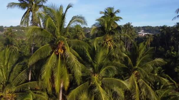 Templo Cha Thin Quang Detrás Del Vibrante Bosque Palmeras Plano — Vídeos de Stock