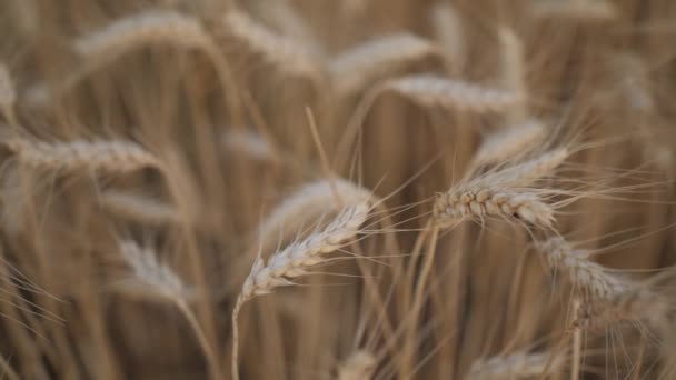 Dettaglio Primo Piano Del Campo Grano Rallentatore Padella — Video Stock