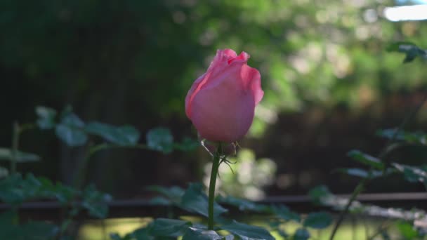 Розовая Розовая Кнопка Саду — стоковое видео