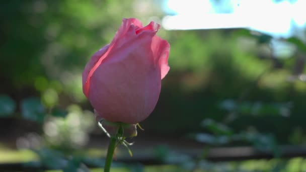 Rose Rose Bouton Dans Jardin Gros Plan — Video