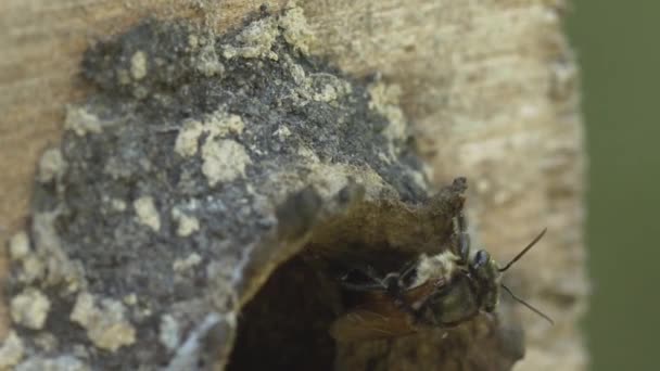 Pszczoła Miodna Przy Wejściu Kolonii Uli Amazońskim Lesie Deszczowym — Wideo stockowe