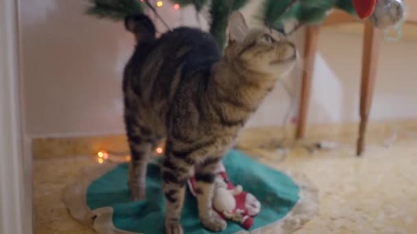 可爱的塔比猫栖息在房子里的圣诞树下 关门了 — 图库视频影像