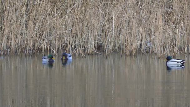 Algunos Patos Macho Nadando Estanque — Vídeos de Stock