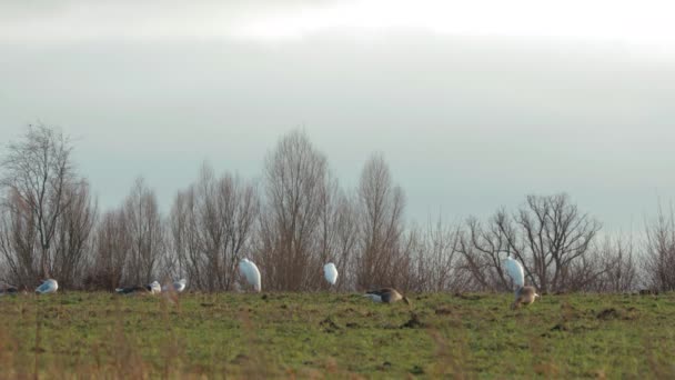 Algunas Garzas Gaviotas Gansos Grises Pie Campo — Vídeos de Stock