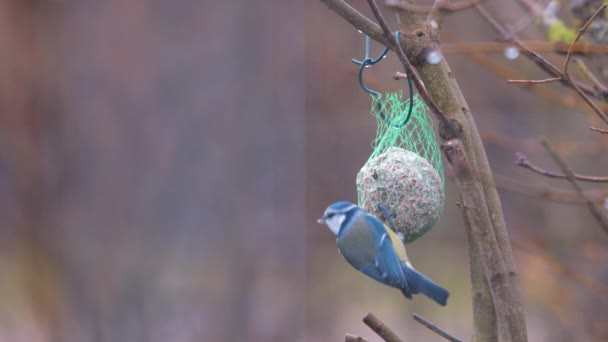 Blue Tit Picks Food Tit Dumpling Hanging Branch — Αρχείο Βίντεο