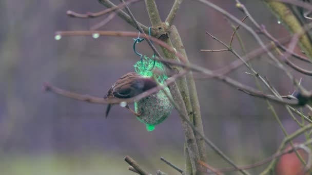 Sparrow Picks Food Tit Dumpling Hanging Branch — Stock video