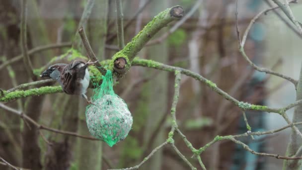 Sparrow Picks Food Tit Dumpling Hanging Branch — стоковое видео
