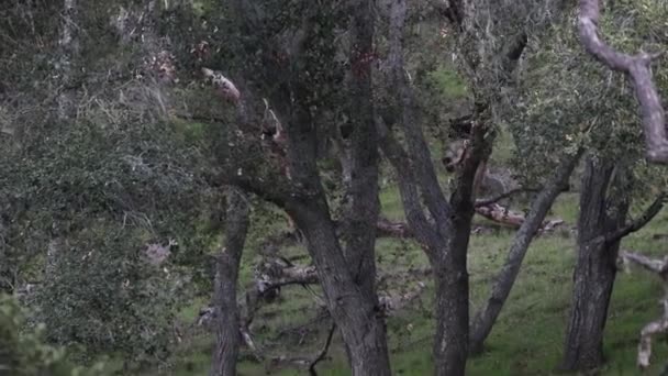 野生の豚はオークの木の後ろを走る — ストック動画