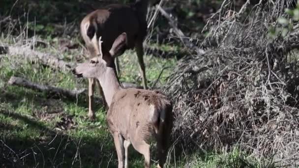 两只鹿走过草地和林地 — 图库视频影像