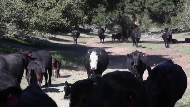 Mucche Vitelli Trotterellano Verso Macchina Fotografica Dalla Luce Solare All — Video Stock