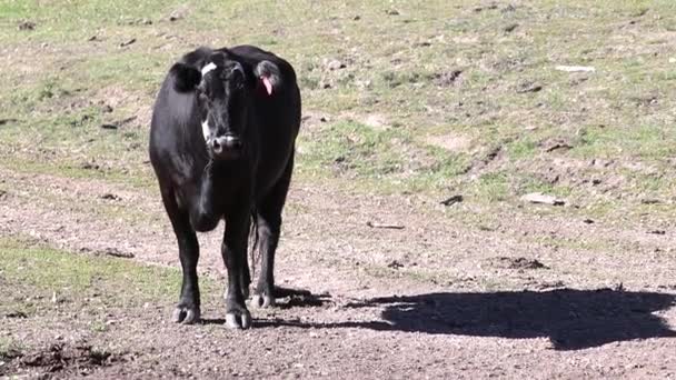 Чорна Корова Білими Плямами Дивиться Камеру Повне Сонце — стокове відео