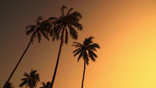 Coconut Palm Tree Beautiful Sky Copy Space — Vídeo de Stock