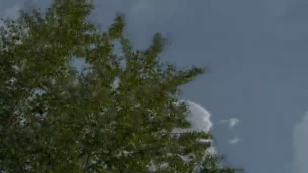 Tempo Lapso Ângulo Baixo Álamo Prata Nuvens Passageiras Dia Ventoso — Vídeo de Stock